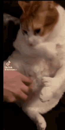 Cat Eren GIF - Cat Eren GIFs