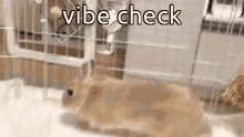 Animals With Captions Funny Bunny GIF - Animals With Captions Funny Bunny Cute Bunny GIFs