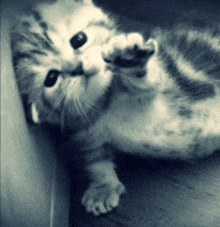 a black and white photo of a kitten with its paw up