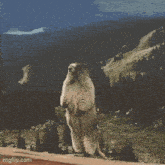 a groundhog standing on its hind legs with the name bruno written below it
