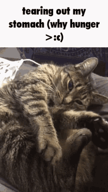 Hungry Cat GIF - Hungry Cat Stomach GIFs