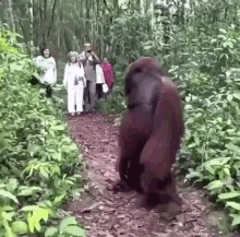 Monkey Orangutango GIF