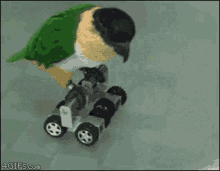 skater bird parrot