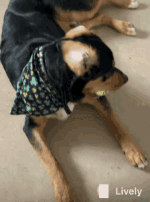 a dog wearing a bandana with shamrocks on it laying down