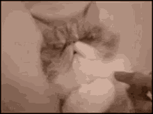 What'S Happening GIF - Cat Wake Up Disturbed GIFs