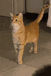 a cat is standing on a tiled floor with its tail up