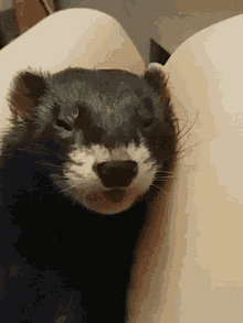 tongue ferret