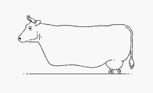 Cow Utters GIF - Cow Utters Walking GIFs