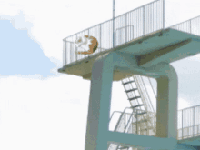 cat diving diving cat reneesancefair dive pool
