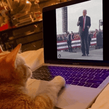 Orange Man Orange Cat GIF - Orange Man Orange Cat Donald Trump GIFs