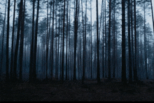Woods GIF