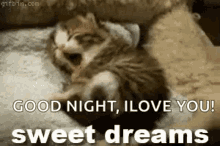 Kitten Sweet Dreams GIF - Kitten Sweet Dreams Sleep GIFs
