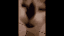 a close up of a cat 's face on a tile floor