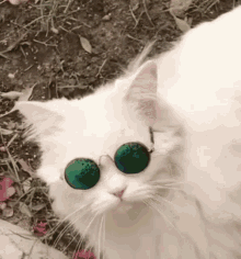 Cat Sunglasses GIF - Cat Sunglasses Cool GIFs