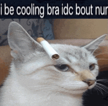 Cat Chill GIF