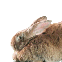 Bunny Peter Rabbit Sticker - Bunny Peter Rabbit Peter Rabbit2 Stickers