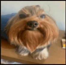 a small dog with a beard is laying on a wooden table