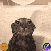 a cat is taking a bath with a coin that says $ mcrt on it