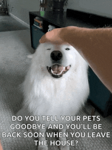 Millie Pets GIF - Millie Pets Mildred GIFs