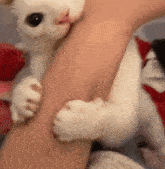 Cat Cat Meme GIF - Cat Cat Meme Bite GIFs