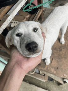 a person is holding a white puppy with a black nose
