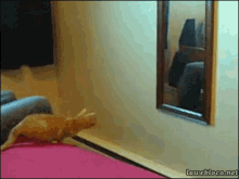 Salto De Un Gato A Un Espejo GIF - Cuidate Gato Salto Fallido GIFs