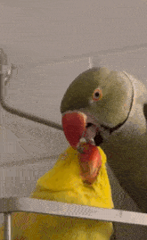 Biting Give Me Attention GIF - Biting Give Me Attention Attention GIFs