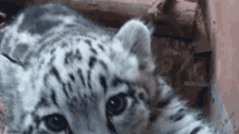 Snow Leopard Snow Leopard Cub GIF - Snow Leopard Snow Leopard Cub Cute Snow Leopard GIFs