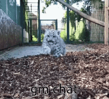 gm chat gm chat good morning snow leopard