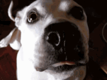 Peow7 Dogs GIF - Peow7 Dogs GIFs
