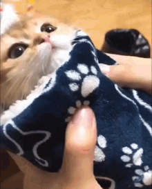Cat Kitty GIF - Cat Kitty Burrito Cat GIFs