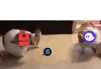 two cats are playing with a ball and one has a red id on its head .