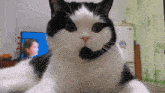 Cat Call Center GIF - Cat Call Center GIFs