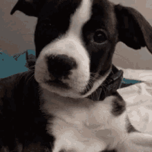 Funny Animals Rory GIF - Funny Animals Rory Cute GIFs
