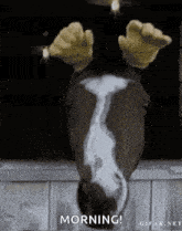 a horse with gloves on its ears is sticking its head out of a stable door .