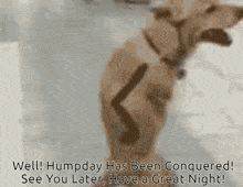 Humpday Humpday Conquered Wednesday GIF - Humpday Humpday Conquered Wednesday Time To Go GIFs