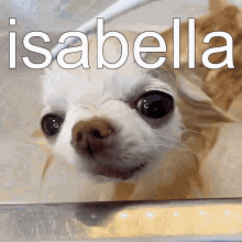Isabella Name GIF - Isabella Name Meme GIFs