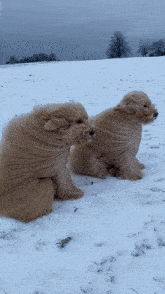 Winter Windy GIF - Winter Windy Dog GIFs