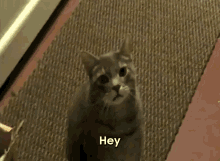Hey GIF - Cat Hey Talking GIFs