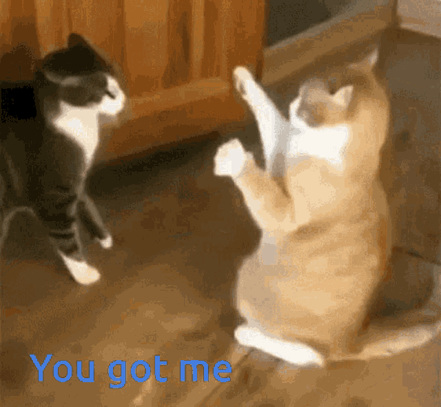 Funny Cats GIF - Funny Cats - Discover & Share GIFs