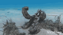 Octopus Swimming GIF - Octopus Swimming Camouflage GIFs