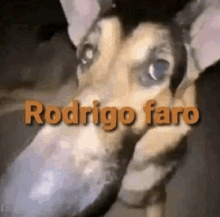 Rodrigo Faro GIF