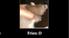 Frin GIF - Frin GIFs