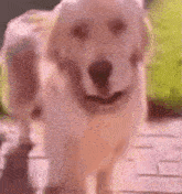 a close up of a dog standing on a wooden floor .