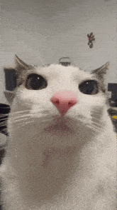 Cat Cat Meme GIF - Cat Cat Meme Cat Staring GIFs