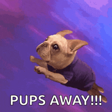 a dog in a blue shirt is jumping in the air with the words pups away written below it