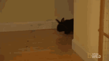 a black cat is laying on the floor in a hallway next to a wall .