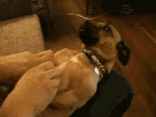 Dog Tickle GIF - Dog Tickle GIFs