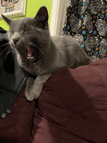 Cat Yawning GIF - Cat Yawning GIFs
