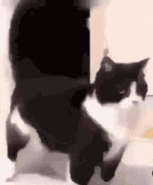 Cat Shake GIF